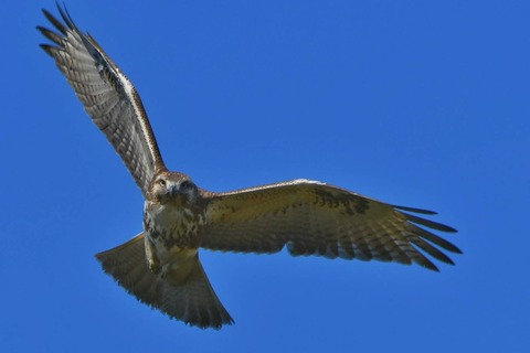 DSC_0319 (1)-01