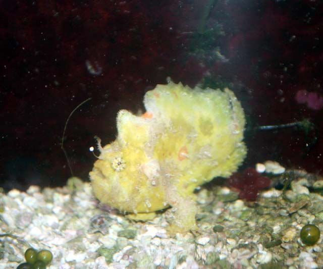 金曜日入荷したお魚の色々 ペアリングもしちゃうんだよ くまぱぱのブログ