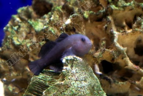 01152116_600187836f739