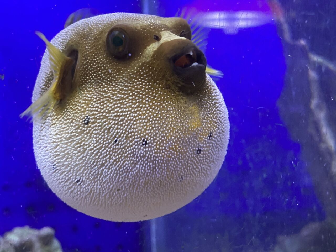 くまぱぱのブログ くまぱぱのブログ