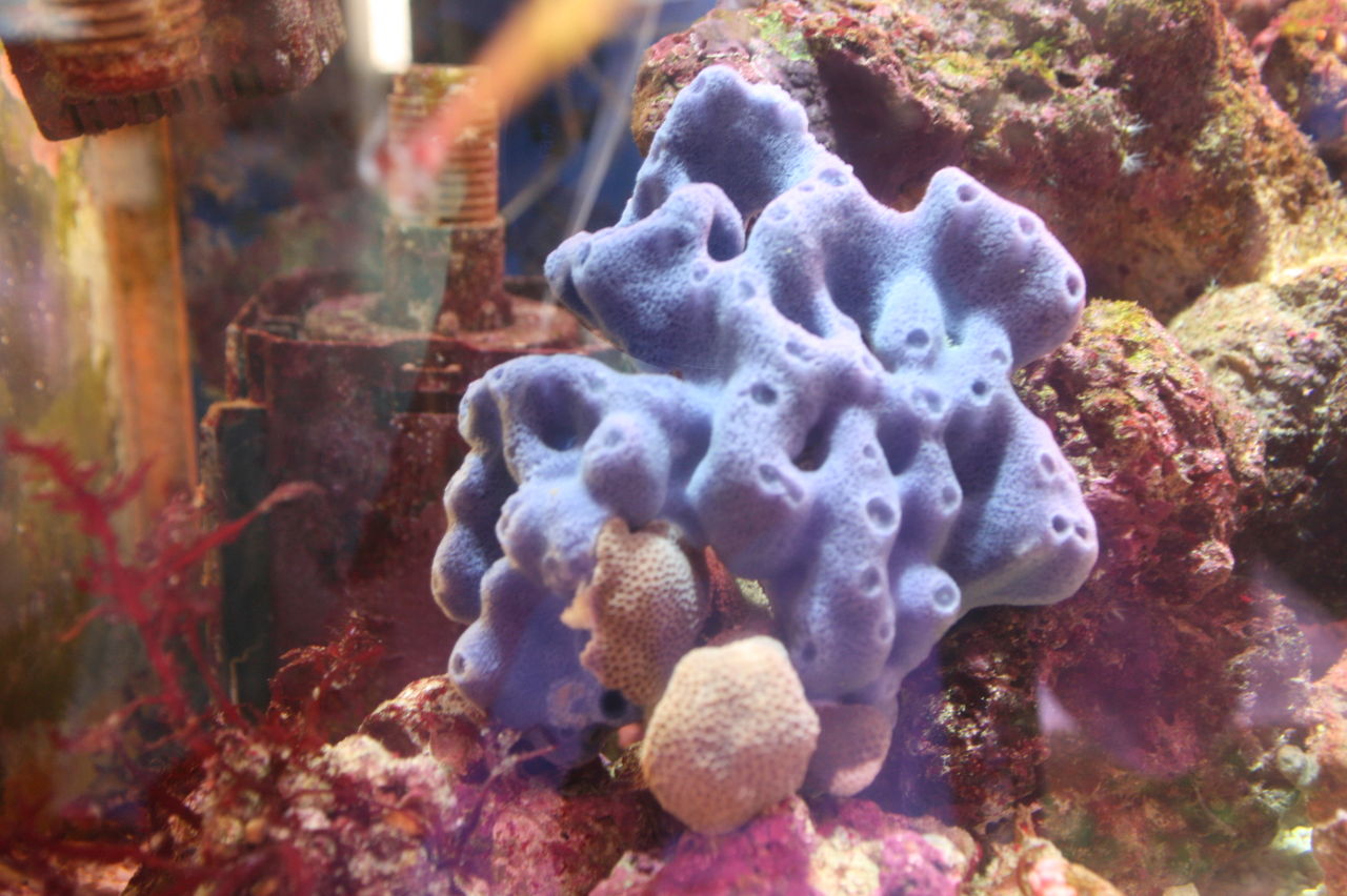 ② 海水魚 ハタゴイソギンチャク おまけでペルクラクラウン2匹