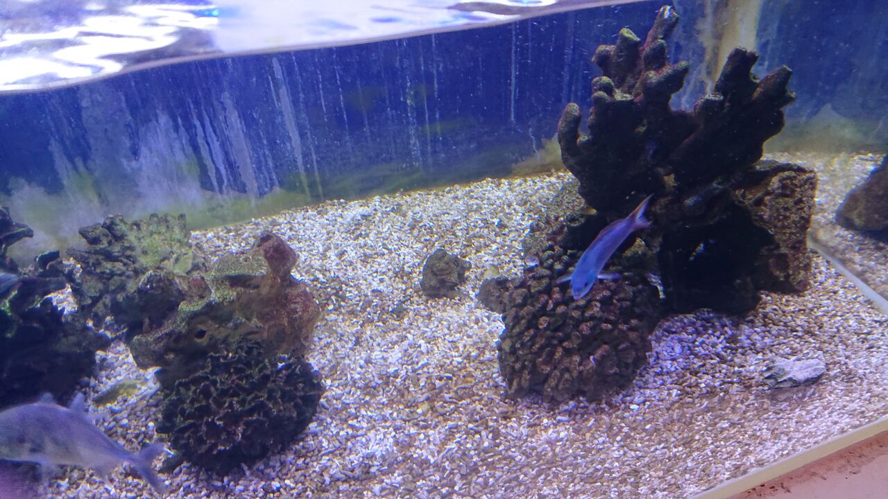 魅力的なベラ達のご紹介ですよ パート3 お魚 無脊椎のご紹介 海水魚のパイオニア 日海センター 日海フィッシュコム 魅力的なベラ達のご紹介ですよ パート3 お魚 無脊椎のご紹介 海水魚のパイオニア 日海センター 日海フィッシュコム