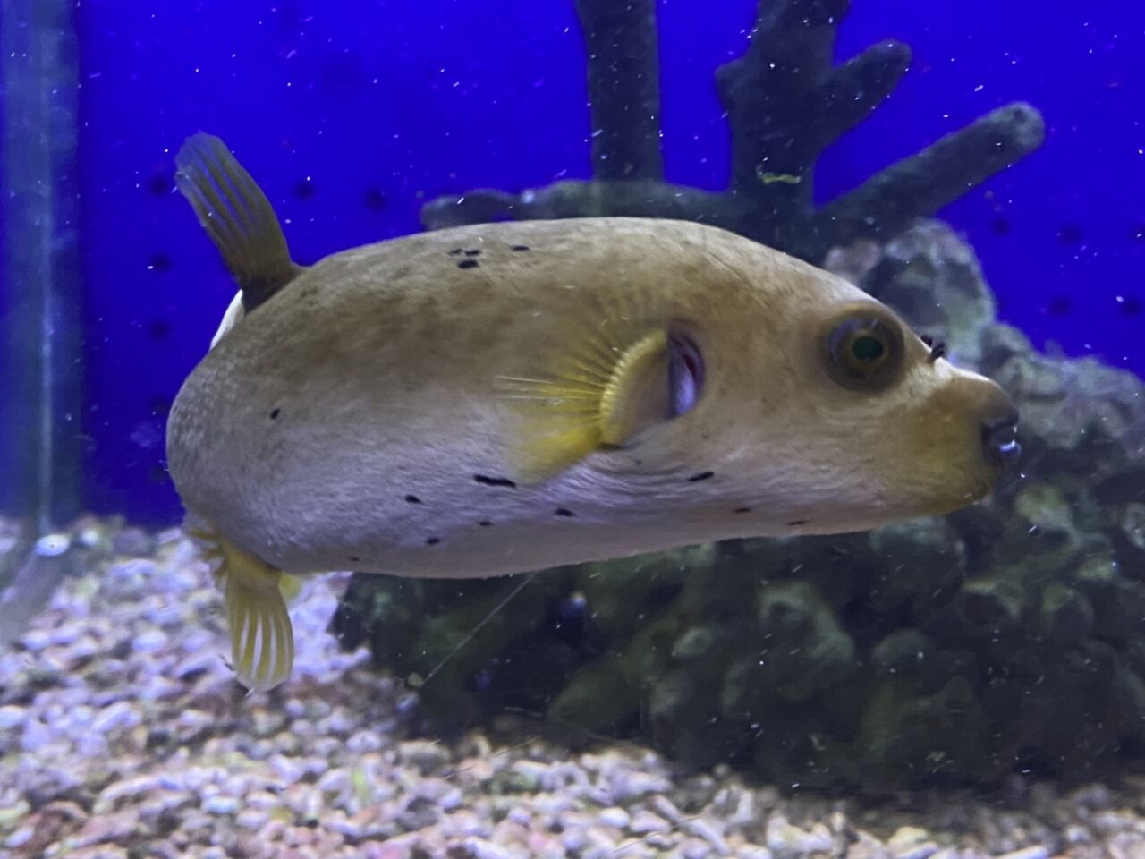 くまぱぱのブログ くまぱぱのブログ