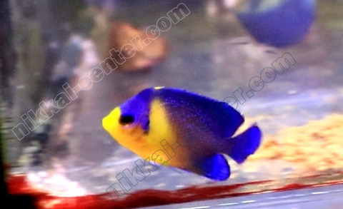 capture-20210912-200721