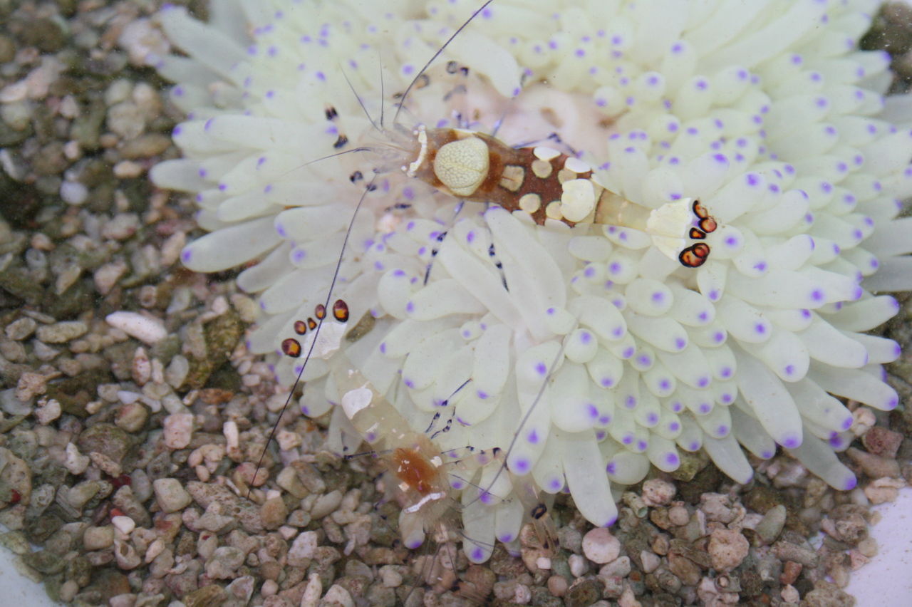 珍オコゼ 珍エビペアー 丈夫なチョウチョウウオ ちょっと 紹介するね くまぱぱのブログ