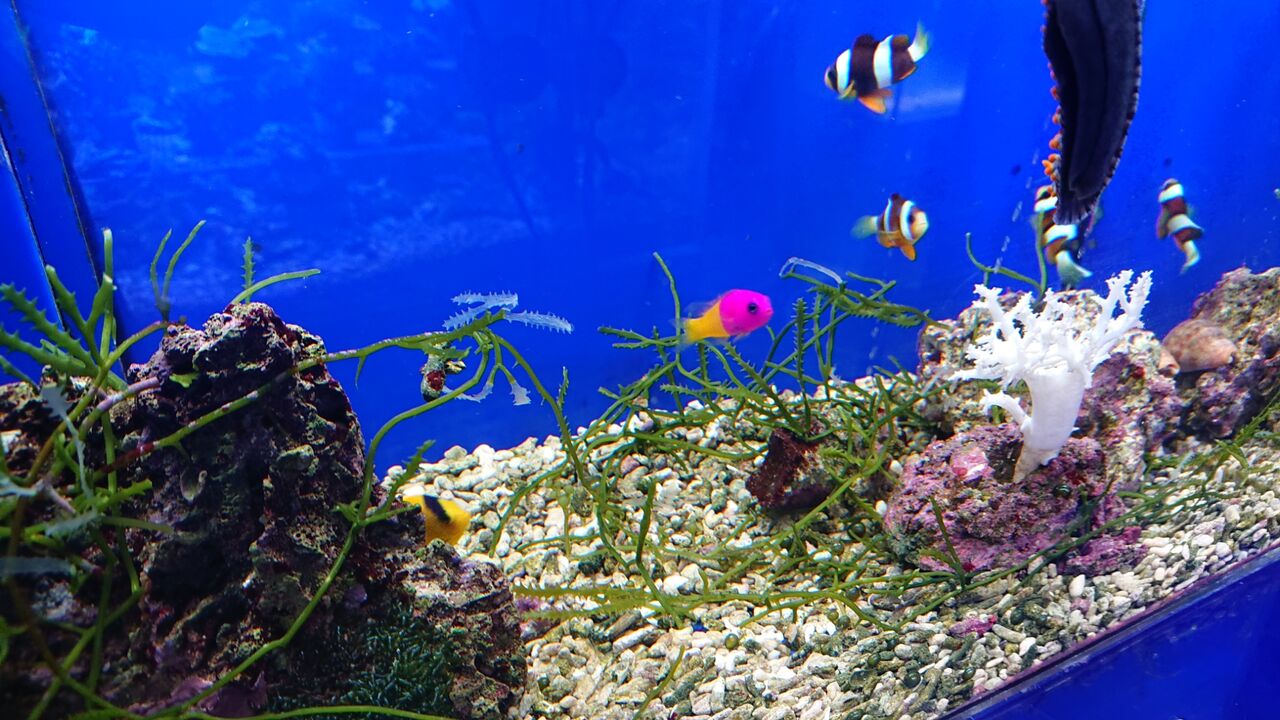 なんと綺麗な魚達でしようか お魚 無脊椎のご紹介 海水魚のパイオニア 日海センター 日海フィッシュコム