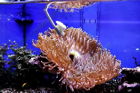 イソギンチャクが 捕食していくシーン 撮れました イソギンチャクについて 海水魚のパイオニア 日海センター 日海フィッシュコム