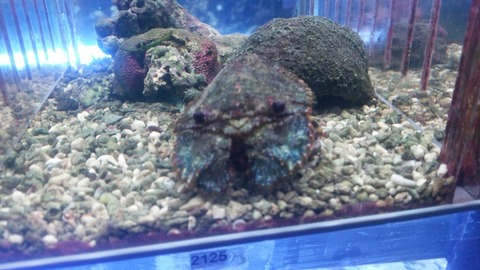 [画像:88bf54f7-s.jpg]