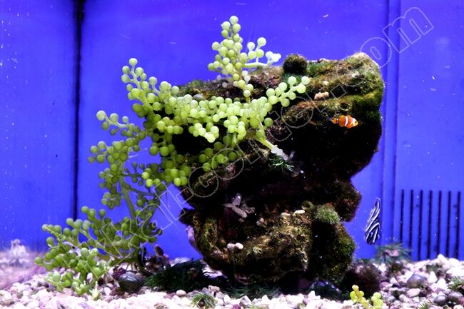 厚く敷いた底砂に 忍び寄る恐怖とは くまぱぱのブログ