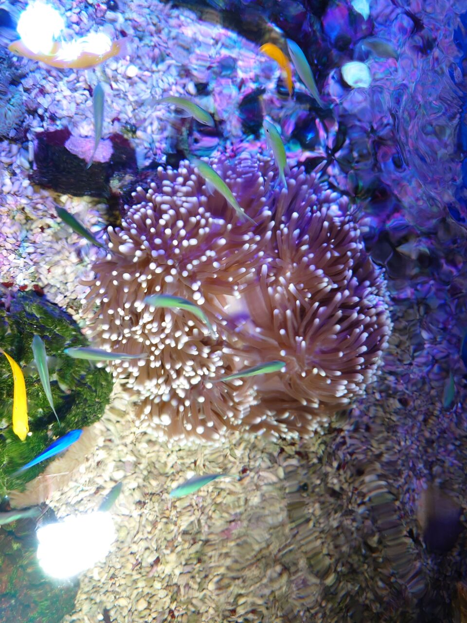 センジュとハタゴイソギンチャクだよ くまぱぱのブログ