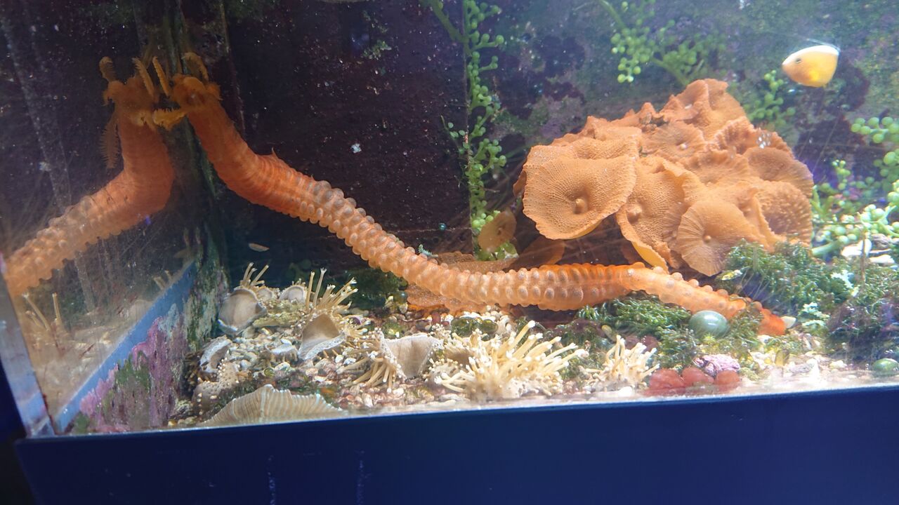 個性的で美しい生き物達だよ お魚 無脊椎のご紹介 海水魚のパイオニア 日海センター 日海フィッシュコム