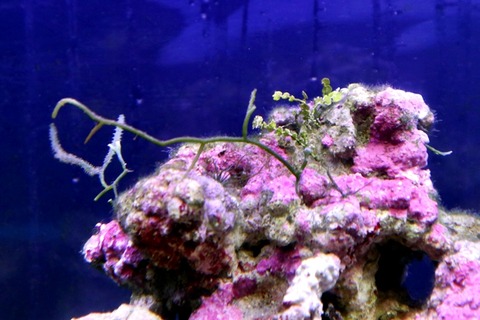 ライブロックは水をきれいにするってほんと ライブロックについて 海水魚のパイオニア 日海センター 日海フィッシュコム ライブロックは水をきれいにするってほんと ライブロックについて 海水魚のパイオニア 日海センター 日海フィッシュコム