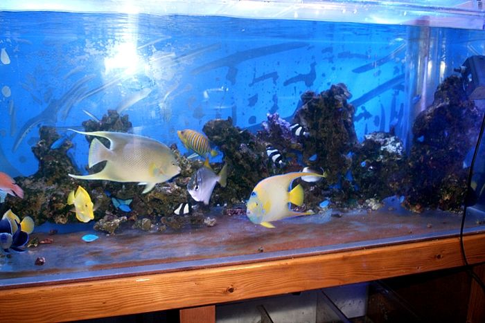 気が付くと おっと深夜2時 これが お魚にとっては くまぱぱのブログ 気が付くと おっと深夜2時 これが お魚にとっては くまぱぱのブログ