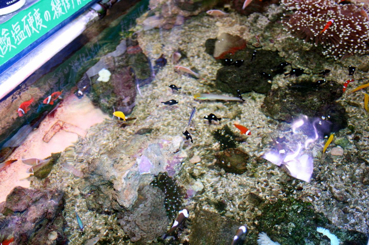 海水魚は 現地から どれぐらいの時間でくるのか 検証 くまぱぱのブログ 海水魚は 現地から どれぐらいの時間でくるのか 検証 くまぱぱのブログ
