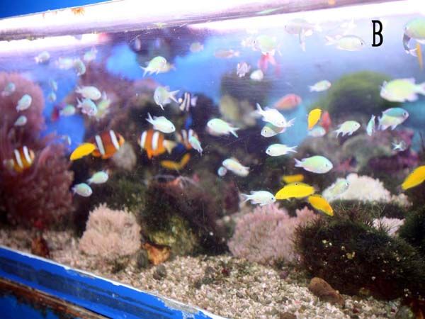 硝酸塩値 ゼロを目指して・・・・それがくまぱぱの願い・・・。 : くま