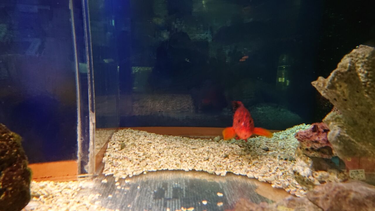 綺麗どころのご紹介ですよ お魚 無脊椎のご紹介 海水魚のパイオニア 日海センター 日海フィッシュコム