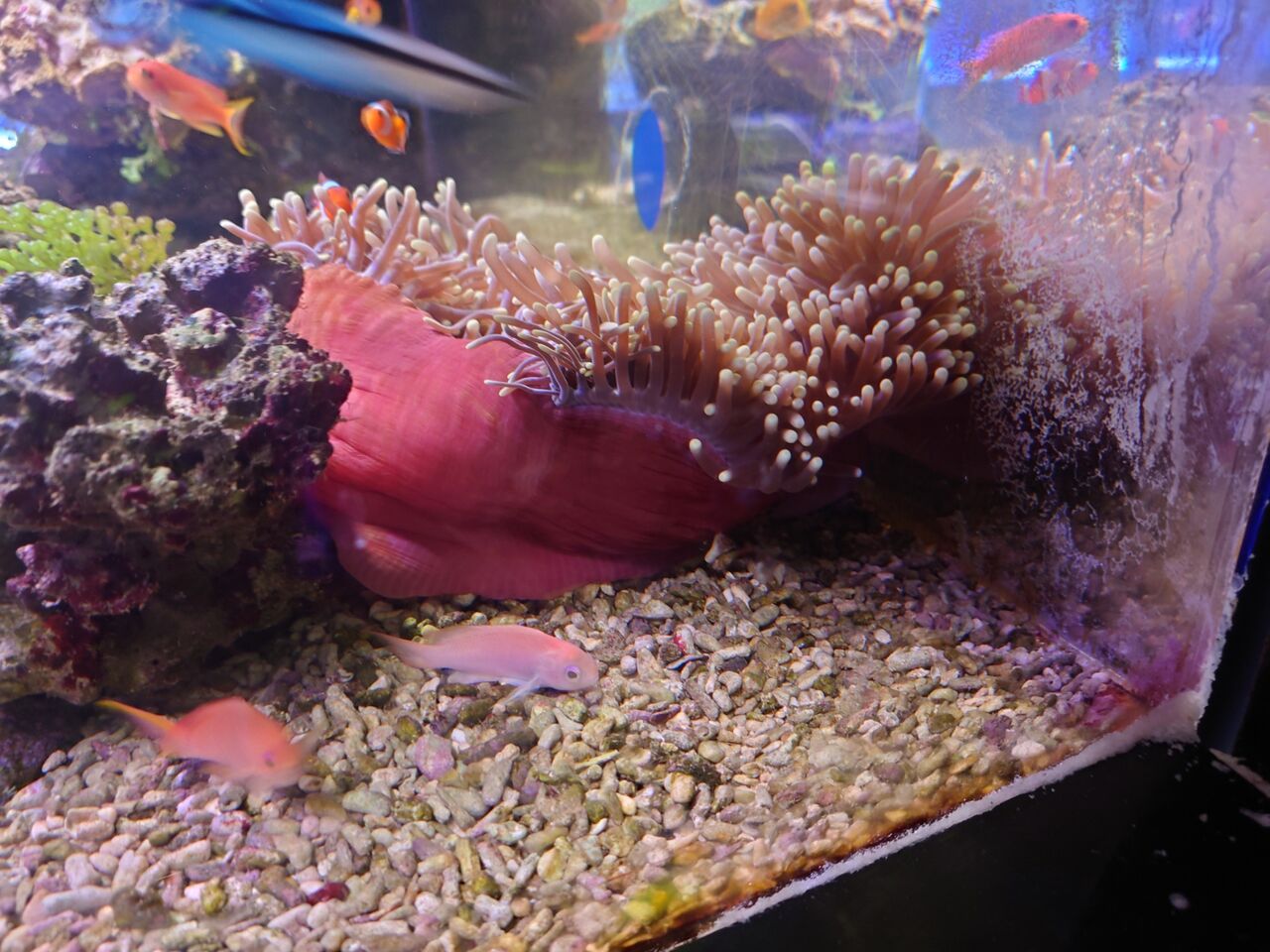 センジュとハタゴイソギンチャクだよ くまぱぱのブログ センジュとハタゴイソギンチャクだよ くまぱぱのブログ