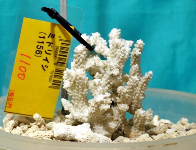 サンゴ　特大　希少　入手困難　輸入禁止 サンゴ 特大 希少 入手困難 輸入禁止 【公式通販】