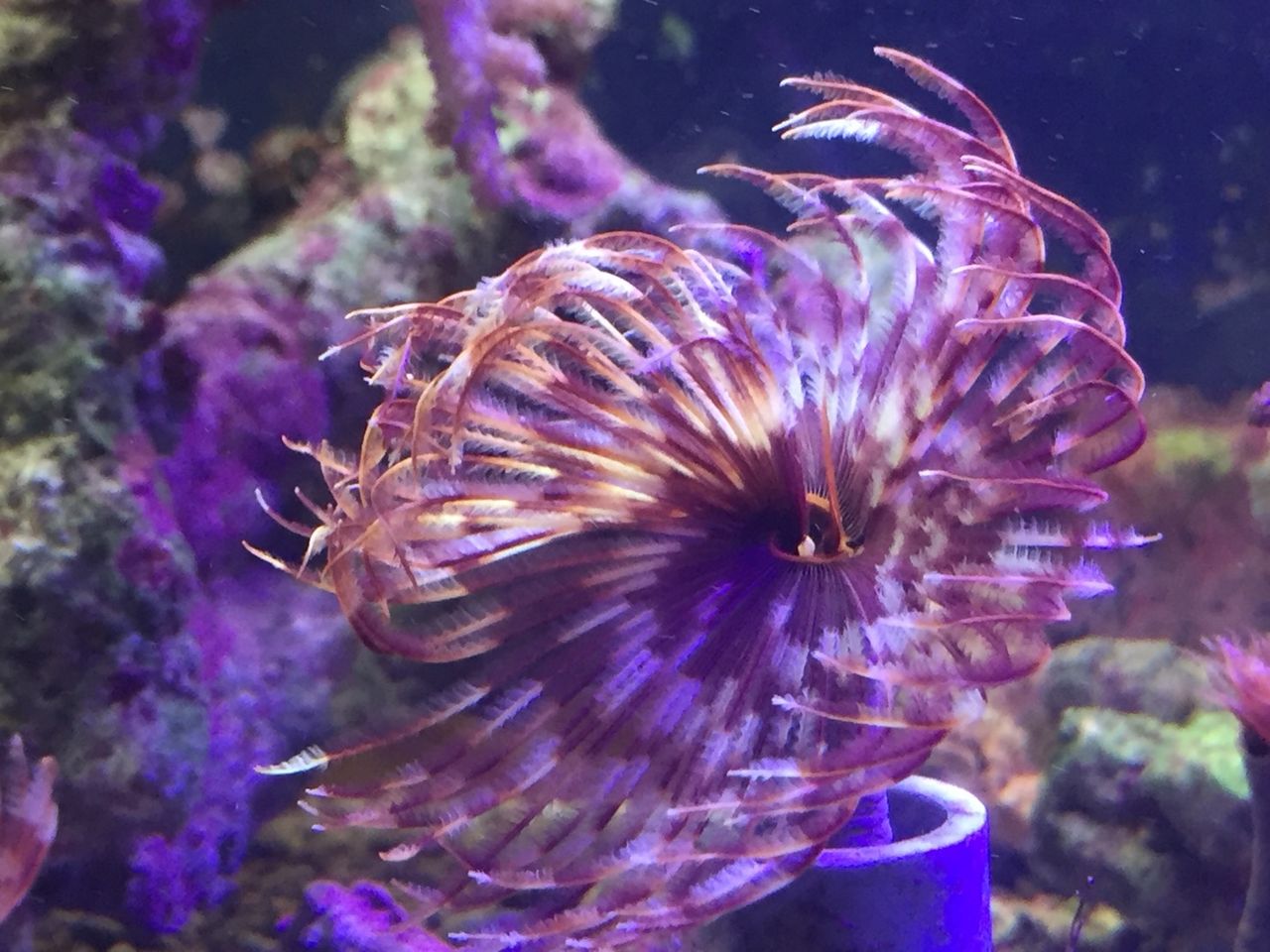 ん サンゴ 虫 さて 今日ご紹介するのは 無脊椎動物の紹介 海水魚のパイオニア 日海センター 日海フィッシュコム ん サンゴ 虫 さて 今日ご紹介するのは 無脊椎動物の紹介 海水魚のパイオニア 日海センター 日海フィッシュコム