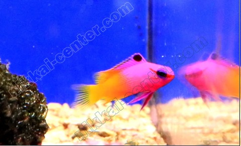 capture-20210912-200802