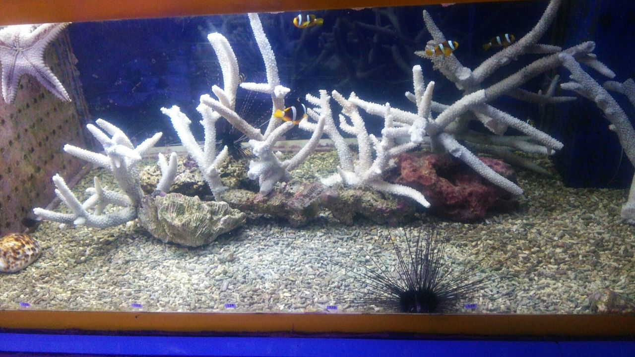 飾りサンゴについて くまぱぱのブログ 飾りサンゴについて くまぱぱのブログ