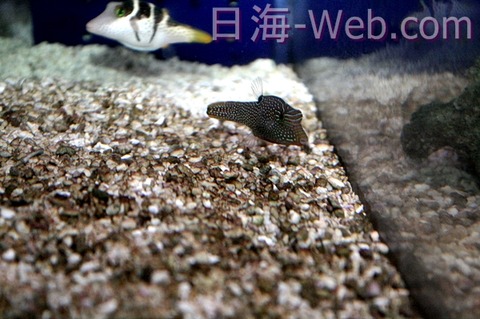 シボリ