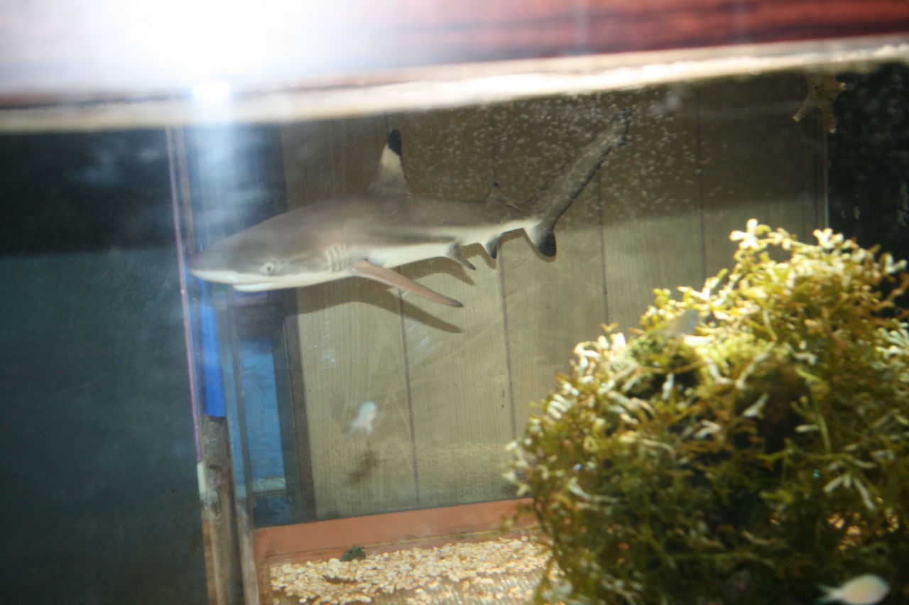 来たぞ 来た インドネシアから 二年ぶりの 入荷 くまぱぱのブログ