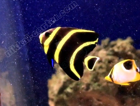 capture-20210912-200747