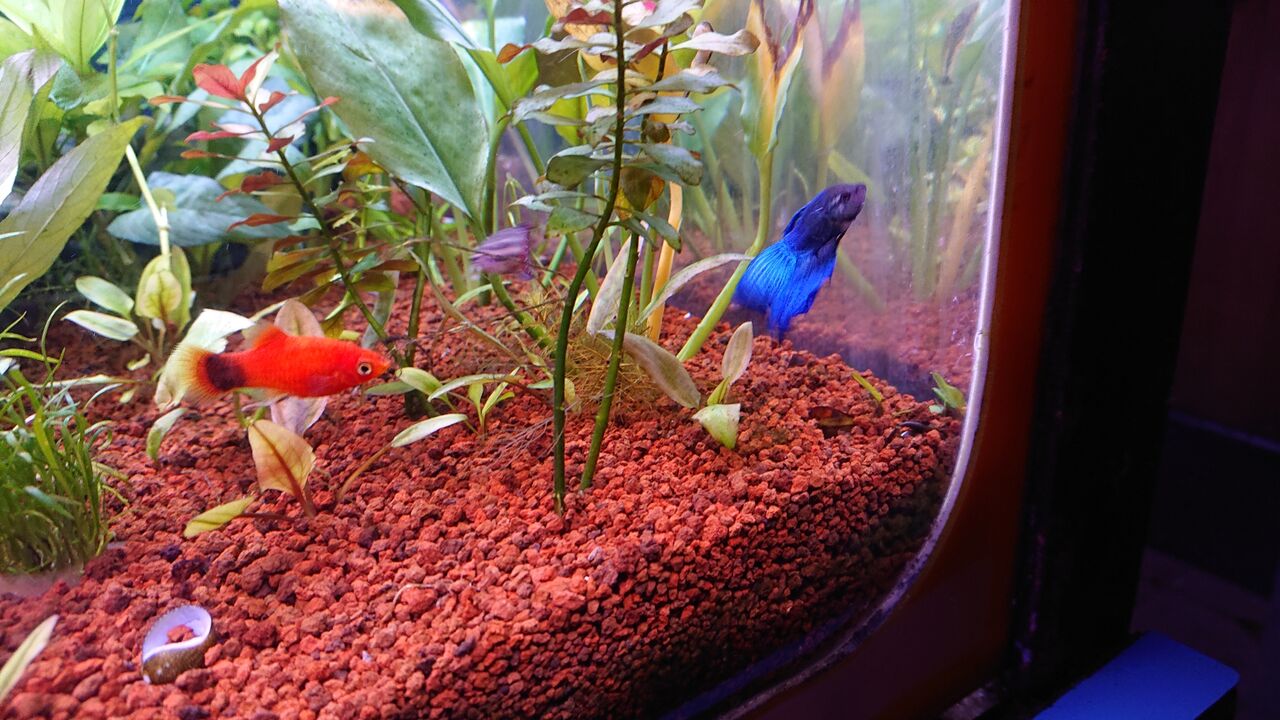 安いけど 綺麗なベタ君のご紹介ですよ 未分類 海水魚のパイオニア 日海センター 日海フィッシュコム