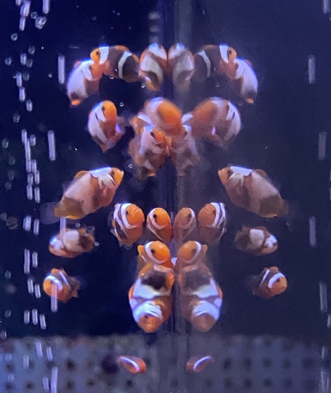 クマノミ ピカソの稚魚 通販解禁 続報 クマノミの成長日誌 海水魚のパイオニア 日海センター 日海フィッシュコム クマノミ ピカソの稚魚 通販解禁 続報 クマノミの成長日誌 海水魚のパイオニア 日海センター 日海フィッシュコム