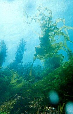 250px-CSIRO_ScienceImage_904_Undaria_pinnatifida_Japanese_kelp