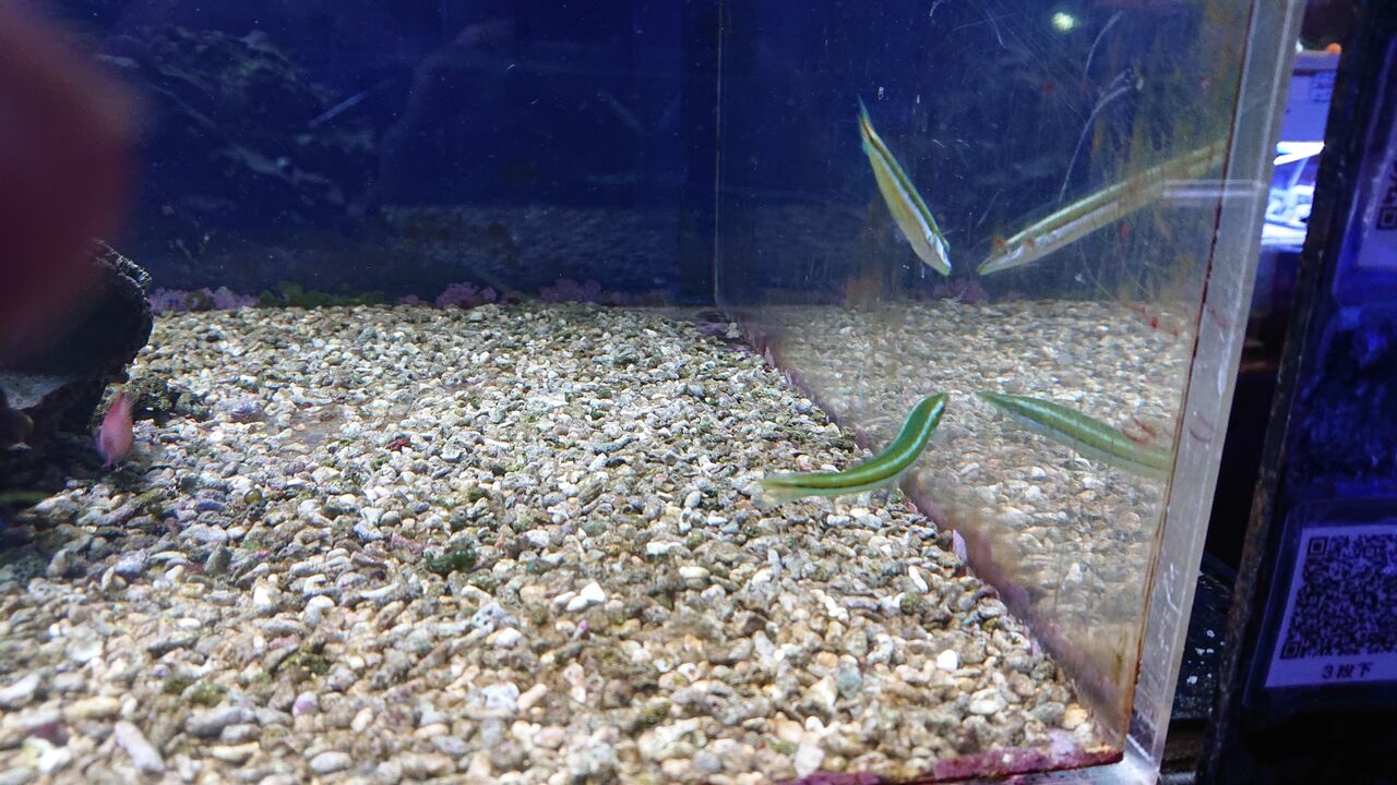 綺麗なベラのご紹介だよ お魚 無脊椎のご紹介 海水魚のパイオニア 日海センター 日海フィッシュコム