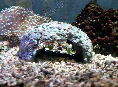 アネモネロック (4)