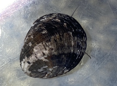 S__10280967