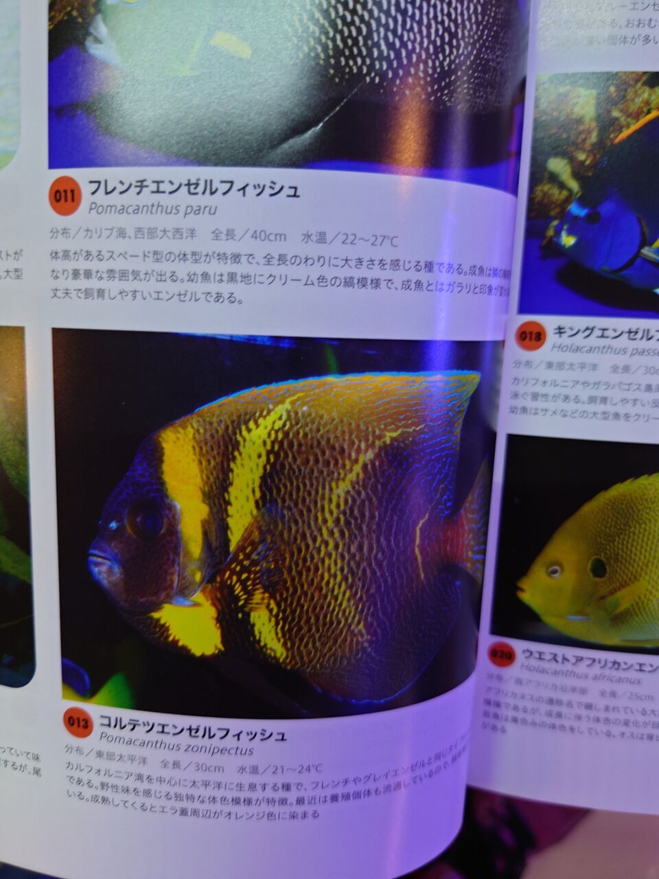 マリンアクアリストの海水魚図鑑素晴らしいの出たよ くまぱぱのブログ