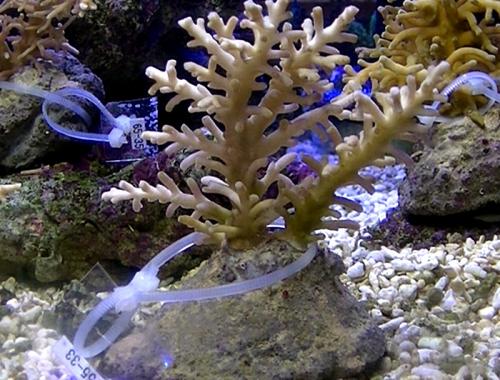 サンゴ特大希少入手困難輸入禁止