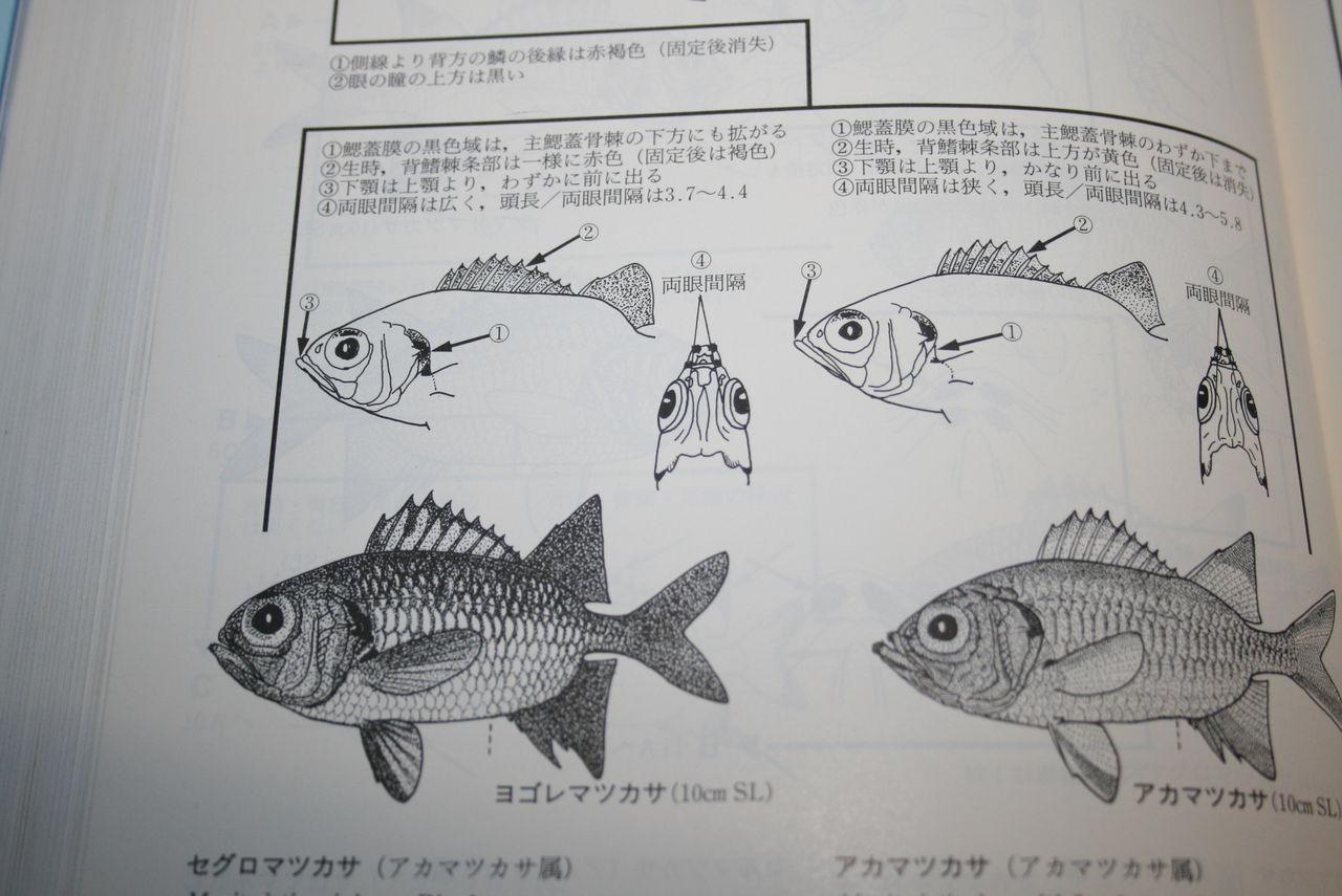 棘条 と 軟条 を意識して 魚の背びれを観察しよう 結構 面白いよ くまぱぱのブログ 棘条 と 軟条 を意識して 魚の背びれを観察しよう 結構 面白いよ くまぱぱのブログ