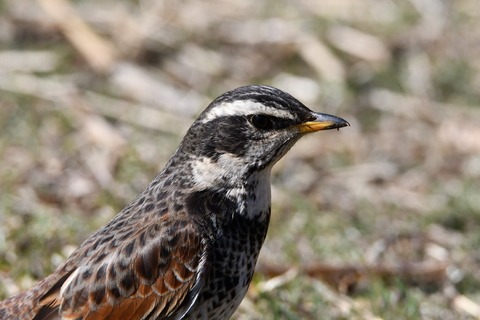 DSC_0178 (4)