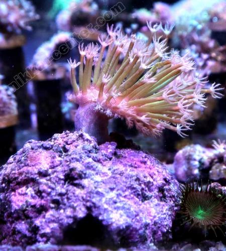 05020911_608dee49d7644