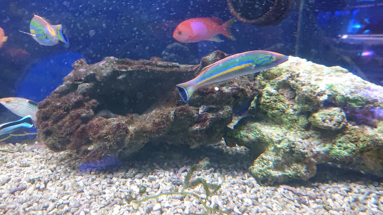 綺麗なベラのご紹介ですよ 続編 お魚 無脊椎のご紹介 海水魚のパイオニア 日海センター 日海フィッシュコム