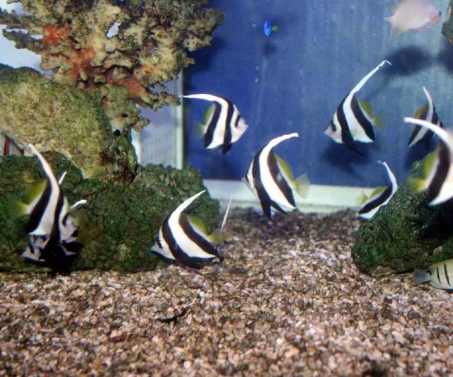 金曜日入荷したお魚の色々 ペアリングもしちゃうんだよ くまぱぱのブログ 金曜日入荷したお魚の色々 ペアリングもしちゃうんだよ くまぱぱのブログ