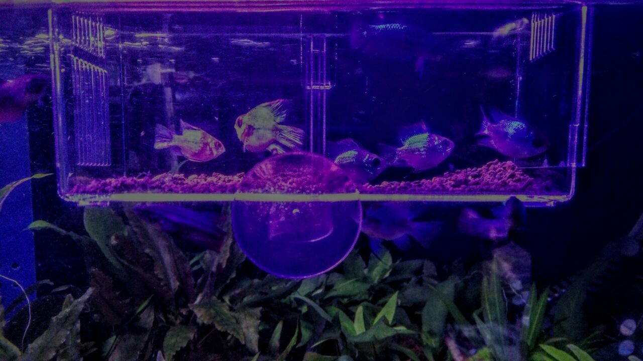 淡水水草水槽 くまぱぱのブログ 淡水水草水槽 くまぱぱのブログ