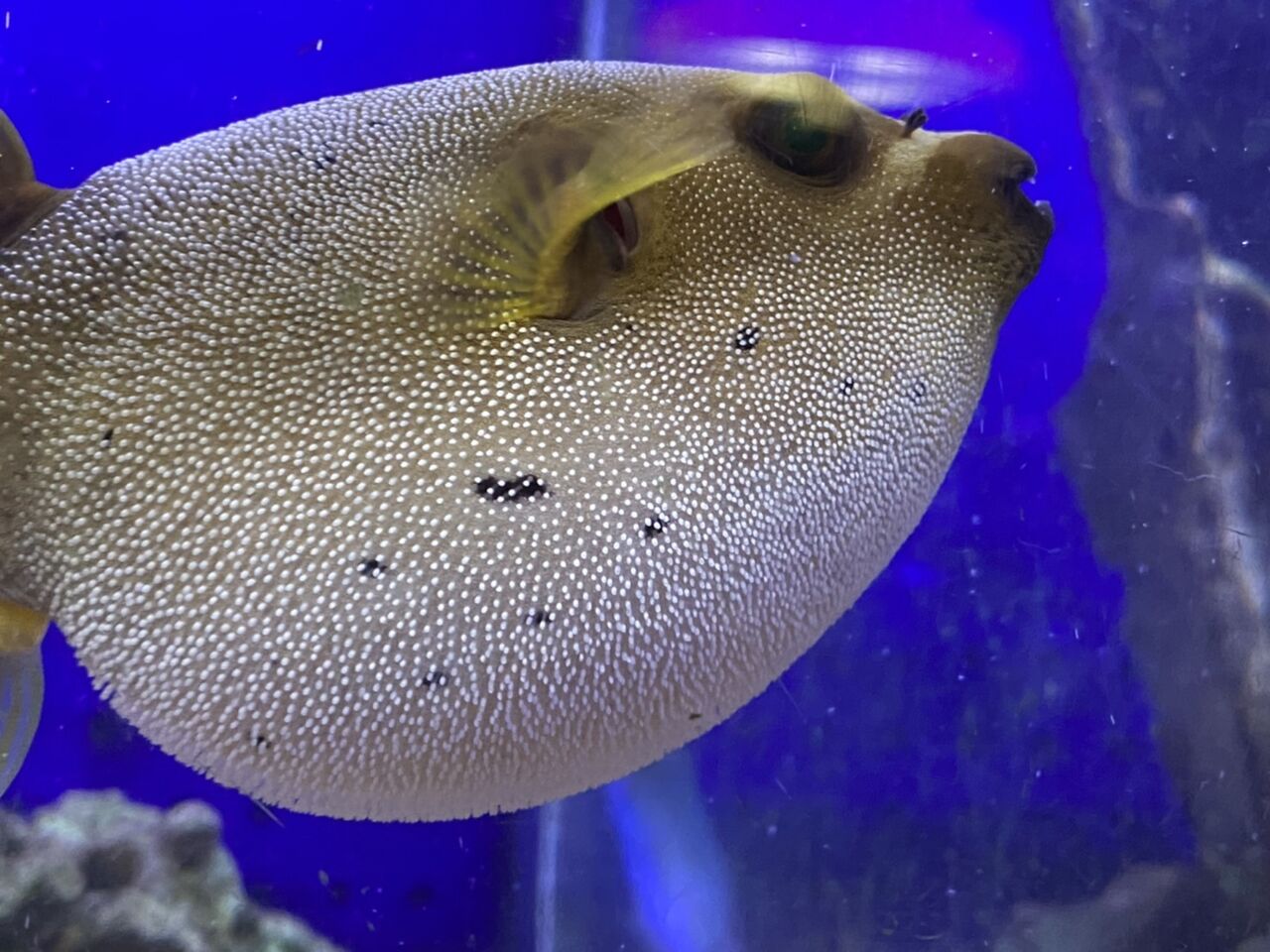 くまぱぱのブログ くまぱぱのブログ