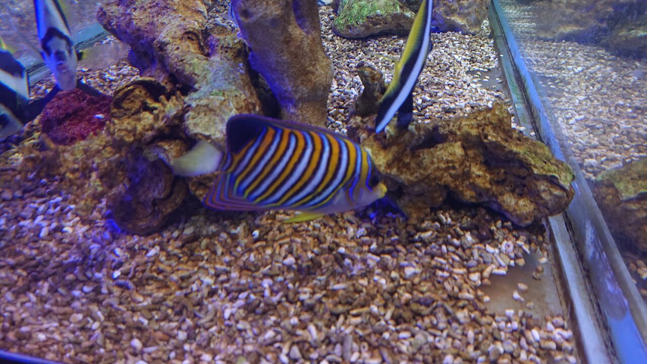 なんと綺麗な魚達でしようか お魚 無脊椎のご紹介 海水魚のパイオニア 日海センター 日海フィッシュコム