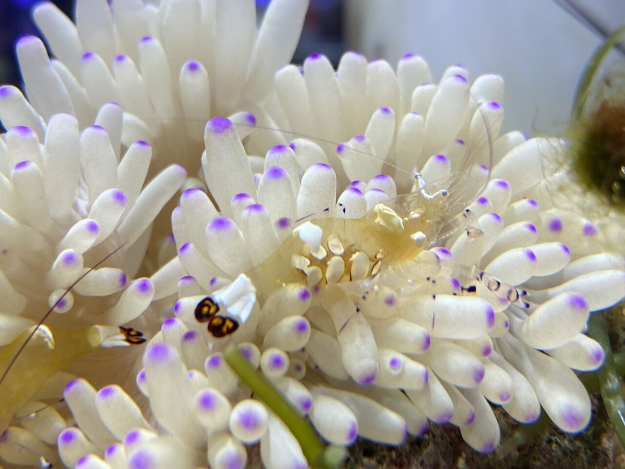 甲殻類の紹介 くまぱぱのブログ