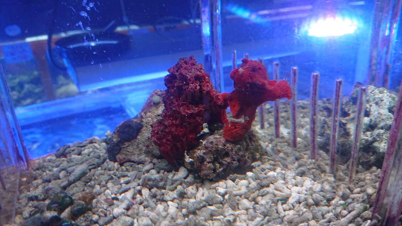 赤が綺麗なパイプサンゴだよ。 | 飾りサンゴについて | 海水魚の