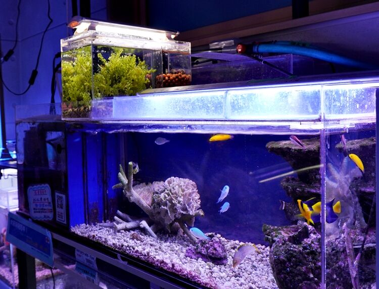 あの リフジウム水槽が カーボンニュートラルに活躍？・ | 水槽