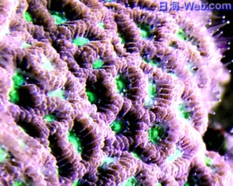 o3264244813959141522