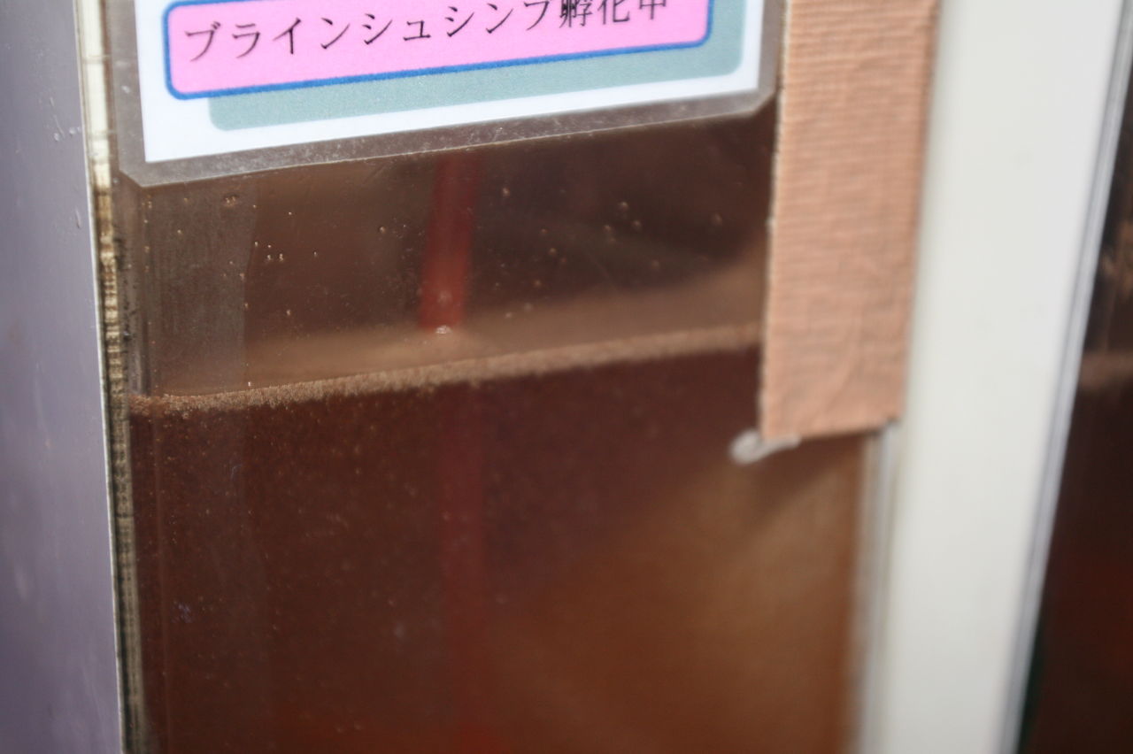 すごく 便利なブラインシュリンプ孵化分離ケース どれどれ 見てみよう くまぱぱのブログ