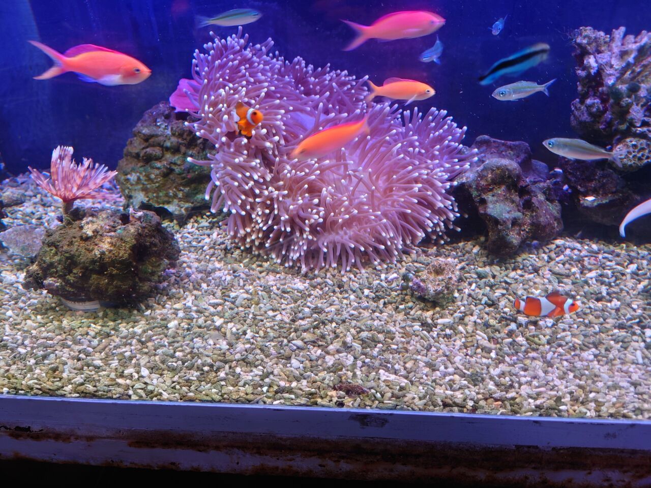 センジュとハタゴイソギンチャクだよ くまぱぱのブログ センジュとハタゴイソギンチャクだよ くまぱぱのブログ